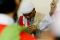 Sidang Habib Novel Ditunda
