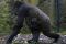 Bayi Gorilla Lahir di...