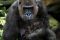 Bayi Gorilla Lahir di...