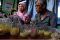 Mie Berformalin Beredar...