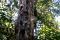 Hutan Kemenyan Batak...