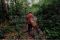 Hutan Kemenyan Batak...