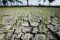 Musim Kemarau, Sawah...
