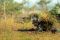 TNI AU Gelar Latihan...