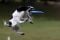 Kompetisi Frisbee Anjing...