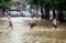 Sekolahan Terendam Banjir,...