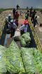 Petani di Kabupaten...