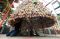 Pohon Natal dari 10.000...