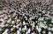 Puluhan Ribu Umat Muslim...
