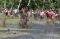 Lomba Menangkap Bebek...