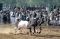 Balapan Sapi di Pakistan