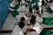 Ratusan Siswa Madrasah...