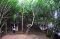 Menikmati Tracking Mangrove...