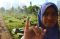 Warga Antusias Nyoblos...