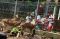 Edukasi Fauna di Taman...