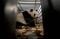 Giant Panda Cai Tao...