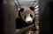 Giant Panda Cai Tao...