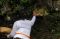 Gunung Agung Awas, Warga...