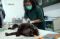 14 Ekor Lutung Jawa...