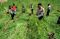 Belasan Hektar Ladang...