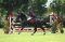 Ujicoba Equestrian Jelang...