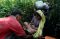 Arus Pengungsi Rohingya...