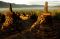Berburu Sunrise di Candi...