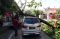 Pohon Tumbang Timpa...