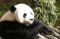 Panda Cai Tao Dapat...