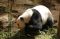 Panda Cai Tao Dapat...