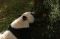 Panda Cai Tao Dapat...