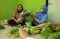 Panen Sayur Hidroponik...