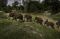 Populasi Gajah Sumatera...