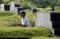 Puncak Perayaan Ceng...
