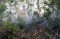 Kebakaran Landa Hutan...