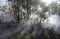Kebakaran Landa Hutan...