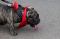 Royal Canin Gelar Dog...