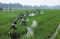 Bayer Gelar Fungisida...