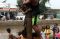 Lomba Panjat Pinang...