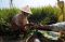 Memedi Sawah Diarak...