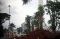 Usai Ditebangi, Monas...