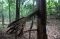 Menjelajah Hutan Masa...