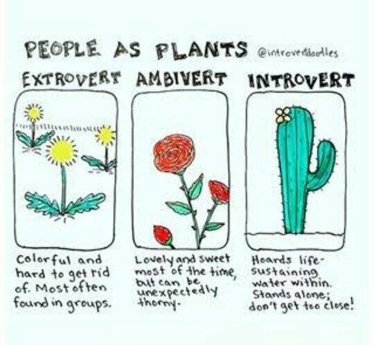 Apa Beda Extrovert,...