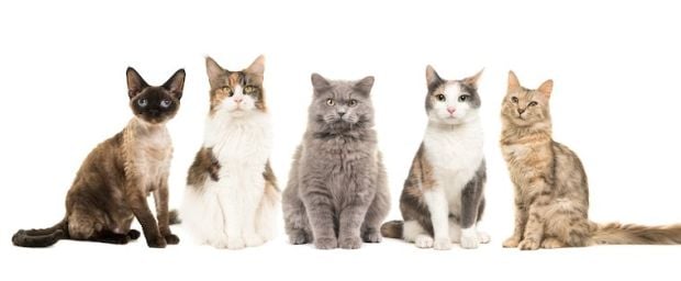 Ini Dia 10 Spesies Kucing...