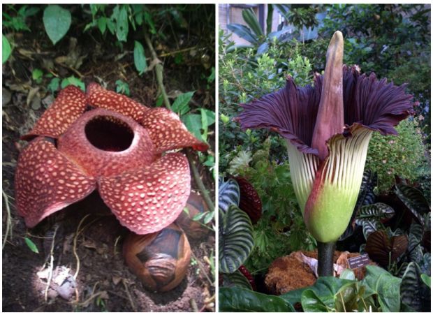 Rafflesia jadi Tumbuhan...
