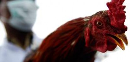 Virus flu burung di...