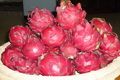 Menjanjikan, buah Naga...