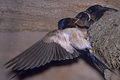 Usaha sarang burung...