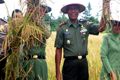 TNI panen 27 ton padi
