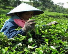 Konflik agraria marak,...